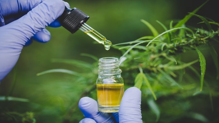 What are CBD and THC in Hemp Plants? How are they the same or different?